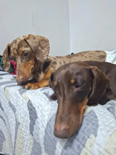 Cachorros machos disponíveis para cruzar