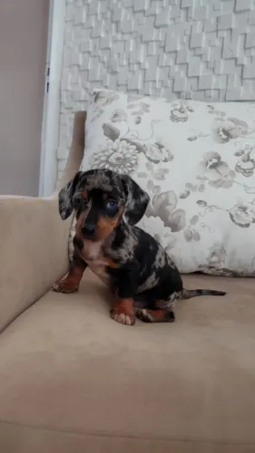 Daschund  salsichinha  teckel filhote