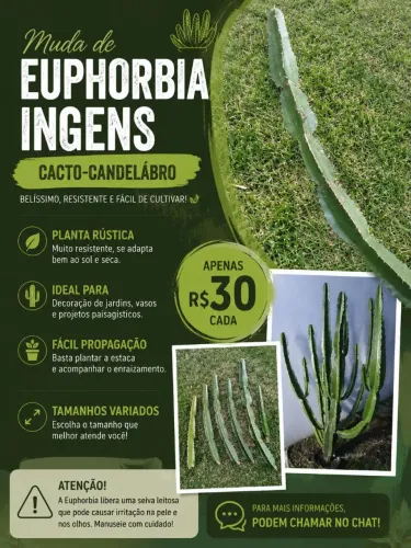 Cacto-Candelabr -- Euphorbia Ingens