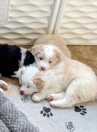 Filhotes de Border Collie | Carinho que chega sem avisar!