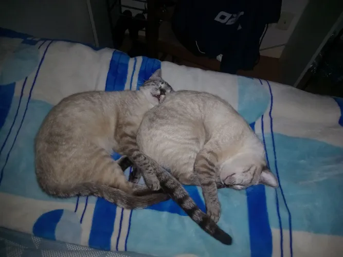 Doa-se Gatas