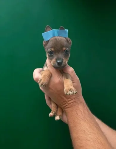 Pinscher macho 