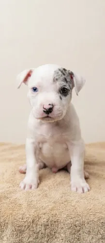 Filhotes de American Bully
