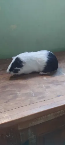 Porquinho da índia