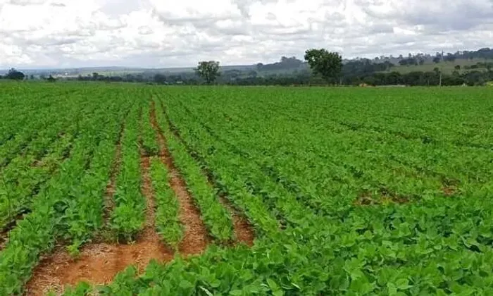 Fazenda 45 alqueires - Lavoura!