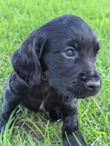 Cocker Spaniel Inglês Black 