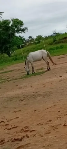 Égua Piquira 