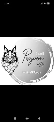 Temos filhotes disponíveis para reserva Maine (gato gigante)
