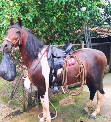 Cavalo manga larga