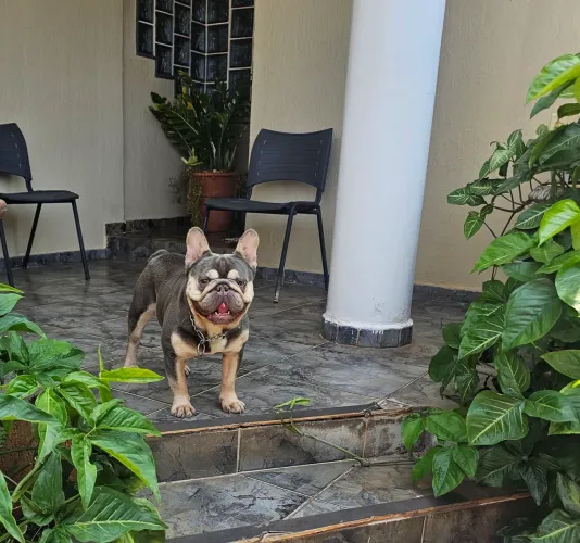 BULLDOGUE FRANCÊS - COBERTURA