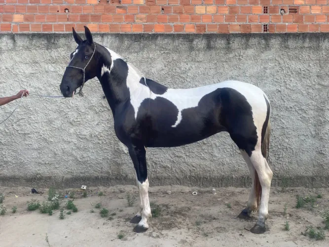 Égua Pampa De Preto Mangulina