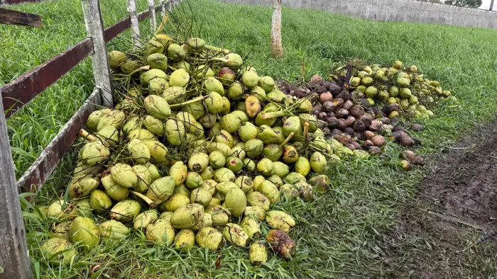 Vendo Côcos Secos