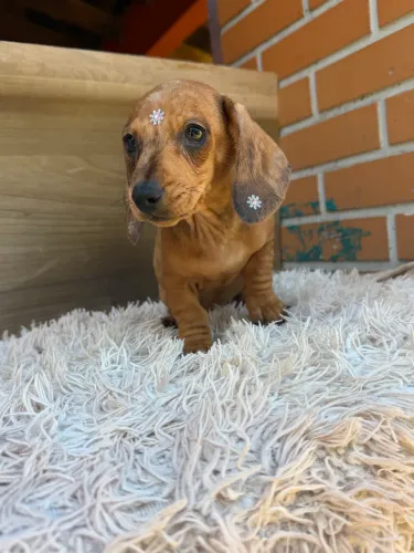 Dachshund fêmea