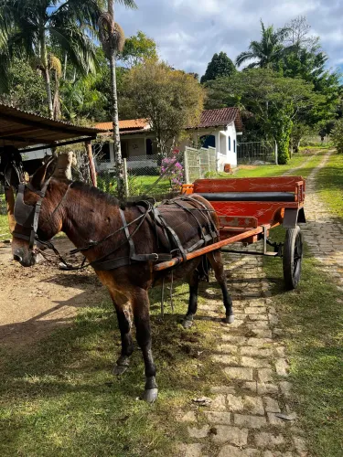 VENDE-SE BURRO + CHARRETE