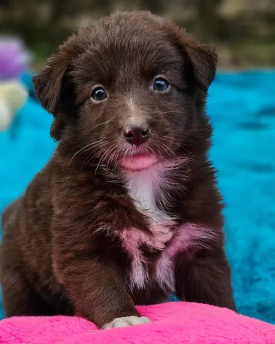 Border Collie Fêmea Marrom 
