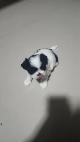 Filhote de shih Tzu