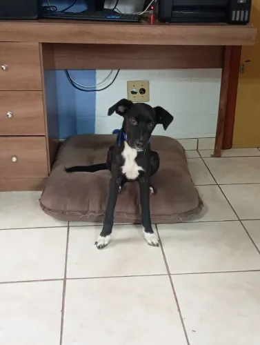 Cachorro para doação Toby