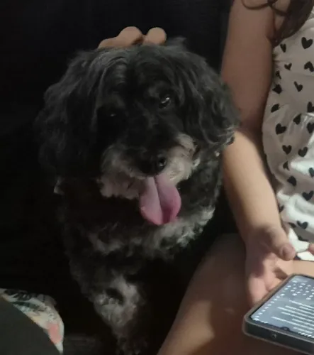 Doação de Cachorro