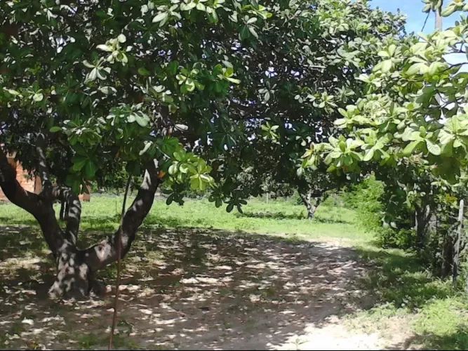 Imóvel para venda tem 110000 metros quadrados com 2 quartos em Maioba - Paço do Lumiar - M