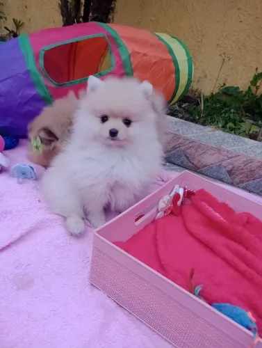 Spitz Alemão Anã fêmea cor Creme em 10x no Cartão entregamos.