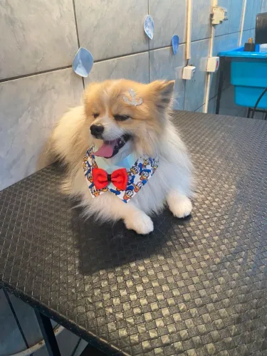 Procuro uma namorada para meu spitz alemão anão