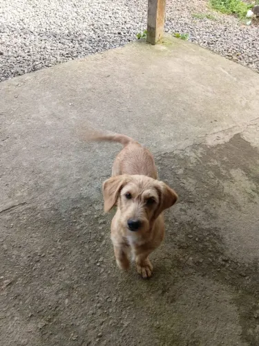Doação de cachorros 