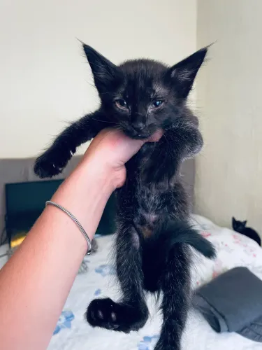 gatinhos fofinhos