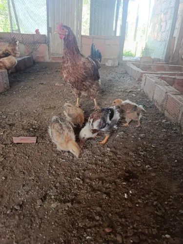 Pintinhos capoeira