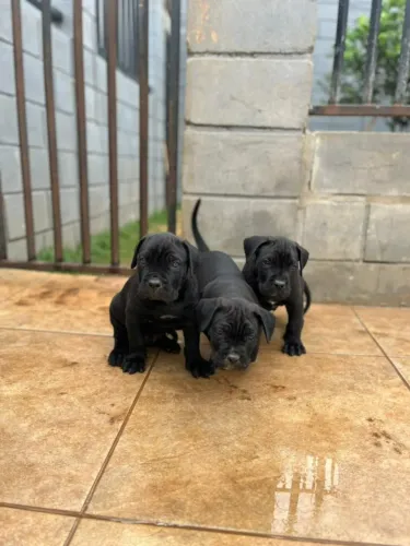 Filhote de Cane Corso
