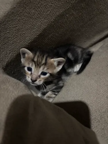 Gatinhos para doação 