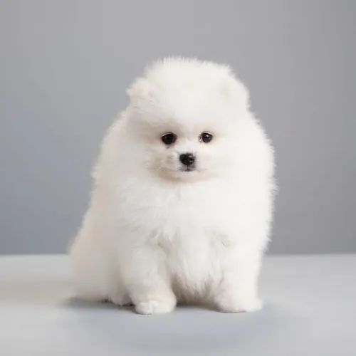 Vendo linda fêmea branca anã.Spitz Alemão/ Lulu-da-pomerânia