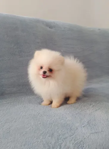 Spitz Alemão creme macho