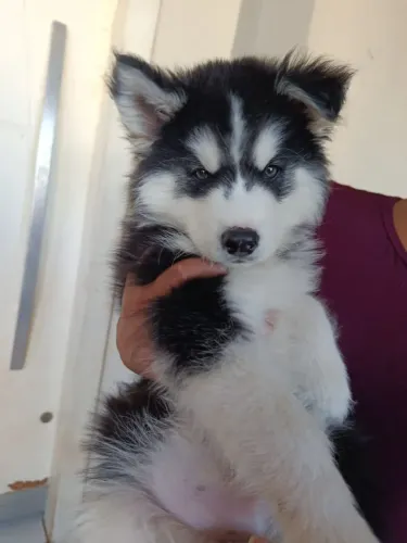 Husky siberiano disponível macho valor promocional
