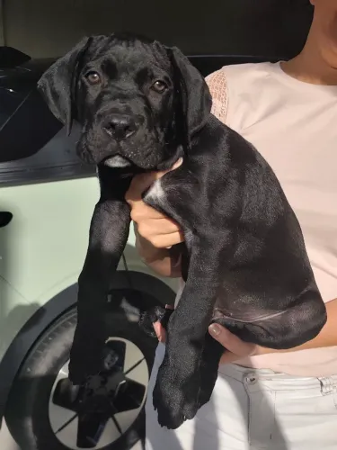 Cane Corso