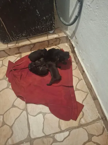 Filhotes buldogue francês