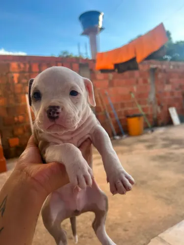 Filhote American bully 