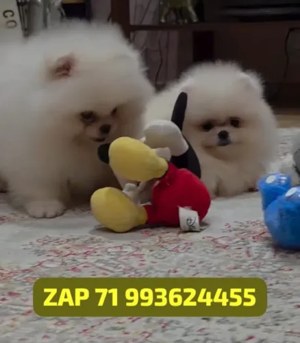 Lulus da Pomerânia ursinhos com pedigree cbkc