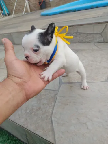 Bulldogue frances filhotes