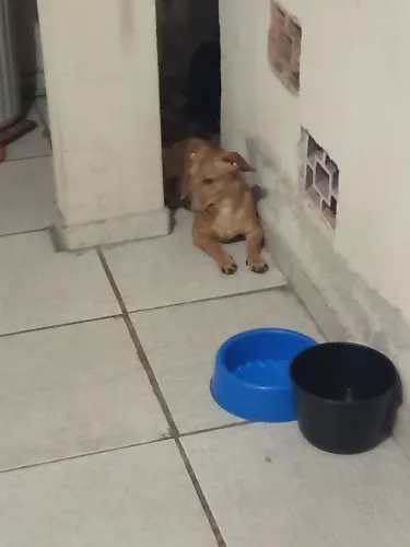 Doação de cachorro misto com salsicha