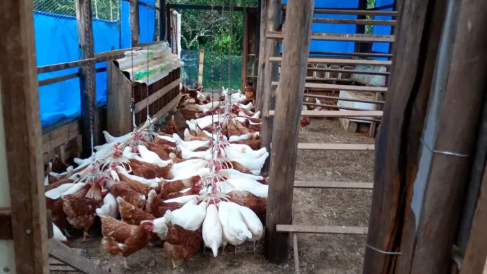 Lote Galinhas em Postura