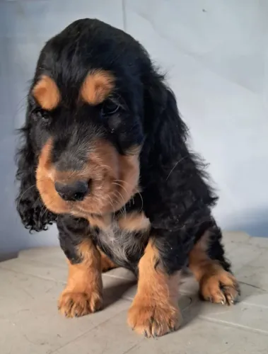 ?Vende-se filhote de Cocker Spaniel (5 meses) com Pedigree ?