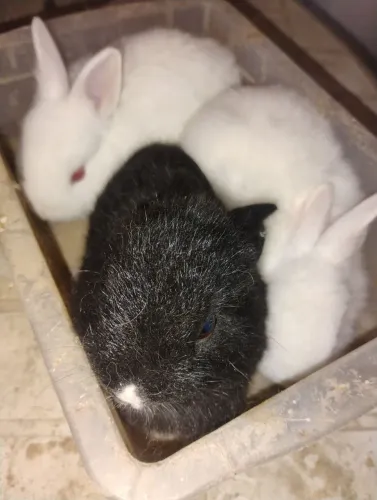 Filhote de coelhos