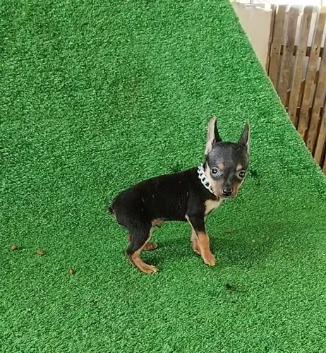 Pinscher com vacina APL no veterinário 