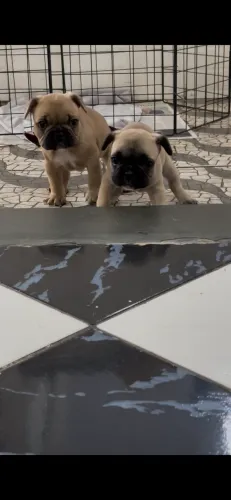 Cachorro