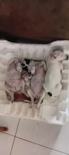 Filhotes para doação SRD. Faço entrega.