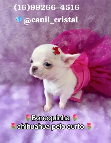CHIHUAHUA BONEQUINHA BRANCA PELO CURTO 