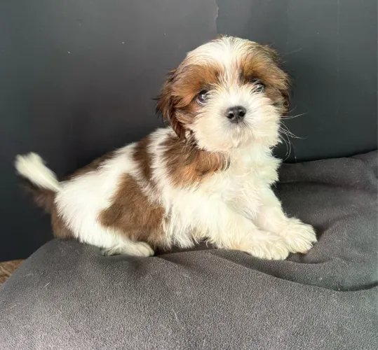 Shih tzu filhotinho macho vacinado ac cartão