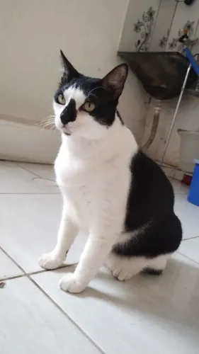 Gato macho castrado ADOÇÃO