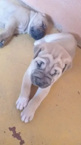 Sharpei guarda fiel *05