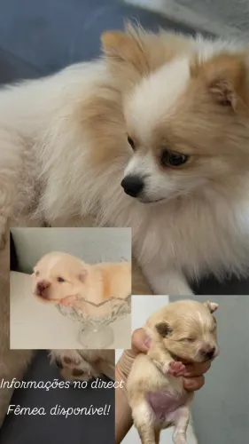 Splitz Alemão ( Lulu da Pomerania anão)